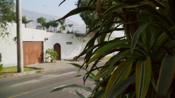 Static View Green Tree Leaves Beautiful Evening Highway Road City — Stock videók