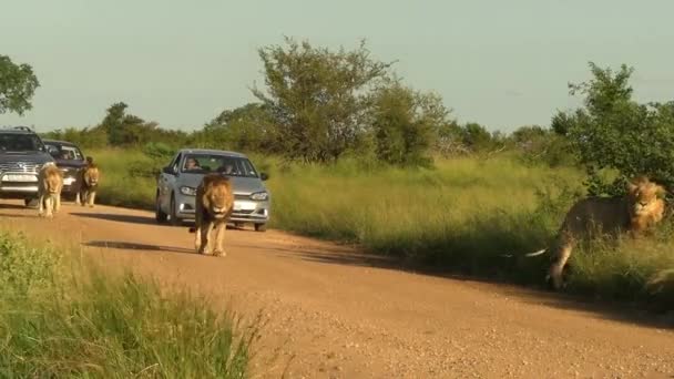 Pride Male Lions Create Traffic Jam South African Reserve People — Stockvideo