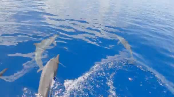 Pod Fast Moving Spinner Dolphins Indian Ocean Maldives — Vídeo de Stock