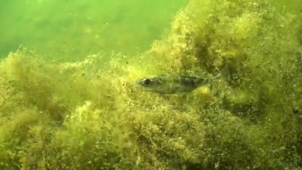 Close Shot Female Three Spined Stickleback Gasterosteus Aculeatus Baltic Sea — Stok video