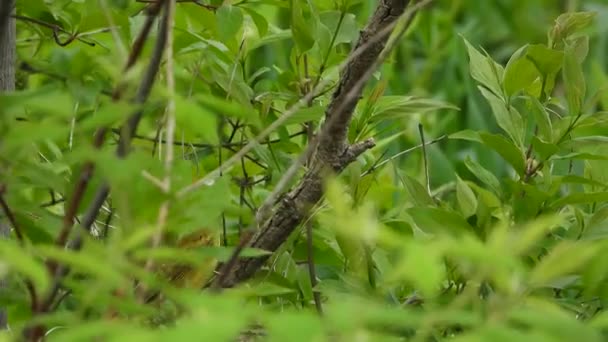 Close Female American Yellow Warbler Hopping Trees Forest Setophaga Petechia — ストック動画