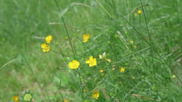 Yellow Crowfoot Flowers Being Moved Wind Slow Motion — Video