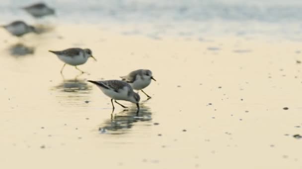 Group Sanderling Birds Search Food Muddy Beach Sand Sunset Glow — Stock videók