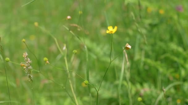 Buttercup Swaying Wind Green Meadow Slow Motion — Stockvideo
