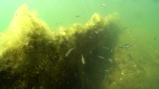 Three Spined Sticklebacks Gasterosteus Aculeatus Swim Abandoned Fishing Net Baltic — Video Stock