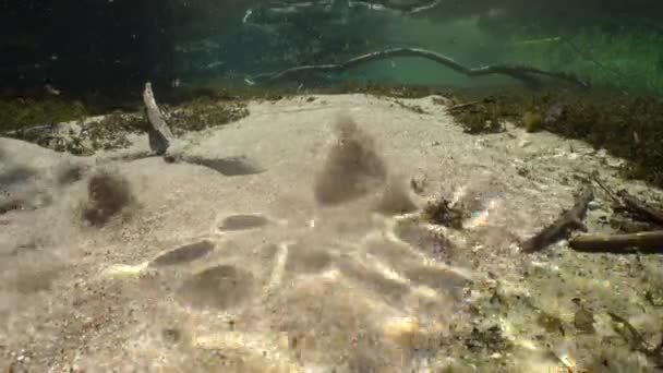 Sunlight Illuminates Bubbling Sandy Bottom Freshwater Spring Estonia — Αρχείο Βίντεο