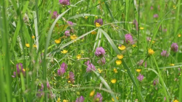 Colorful Meadow Clover Buttercup Grass — ストック動画