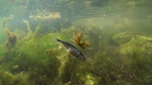Female Three Spined Stickleback Gasterosteus Aculeatus Swims Surface Baltic Sea — Stock videók