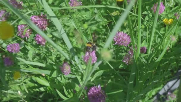 Bumblebee Drinks Nectar Clover Meadow Full Flowers — Vídeo de Stock