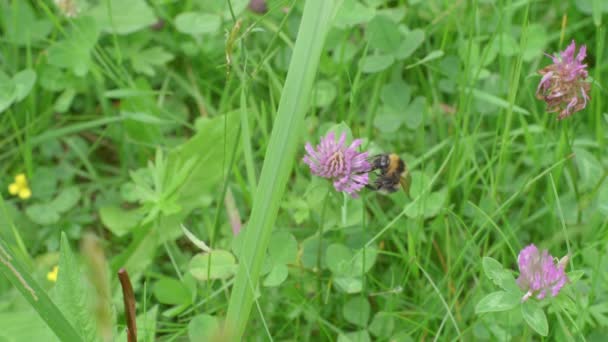 Bumblebee Working Clover Flower Extracting Sweet Nectar Using Its Tongue — Αρχείο Βίντεο