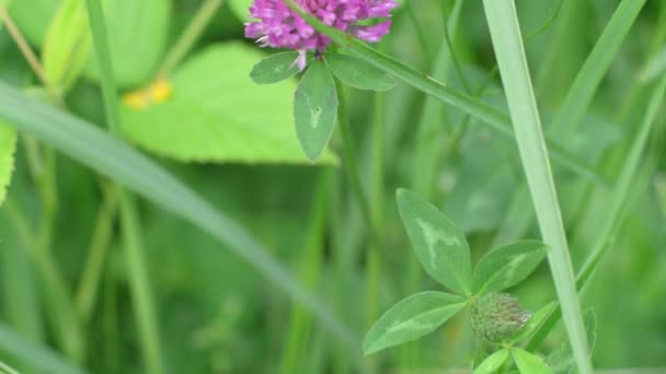 Pan Purple Clover Flower Meadow — Vídeos de Stock
