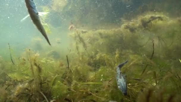 Θηλυκό Τρίπτυχο Sticklebacks Gasterosteus Aculeatus Κολυμπούν Κοντά Στην Επιφάνεια Της — Αρχείο Βίντεο