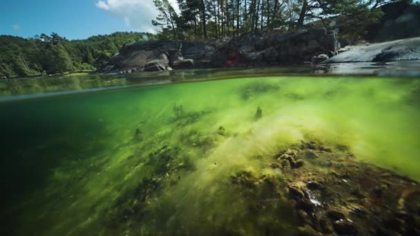 Fjord Water Split View Sea Weed Slime Kelp Floating Rocky — Stock videók