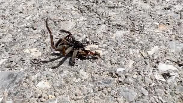 Ants Dragging Dead Spider Concrete Flooring Outdoor — Vídeo de Stock