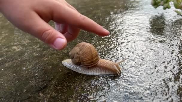 Boy Touches Garden Snail Finger — стоковое видео