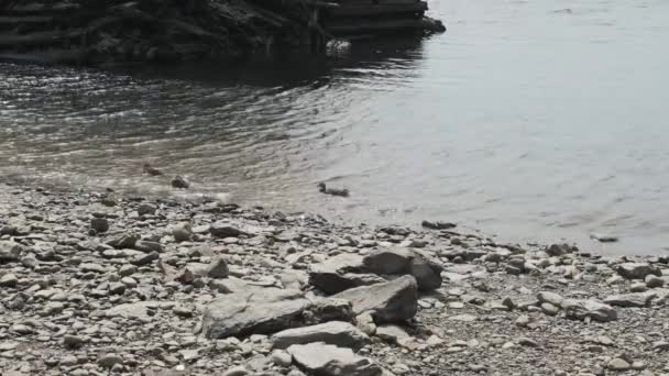 Ducks Swimming River Brewer Maine — Stock Video