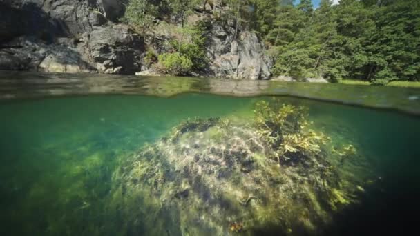 Fjord Water Split View Sea Weed Kelp Floating Rocky Bottom — Stok video