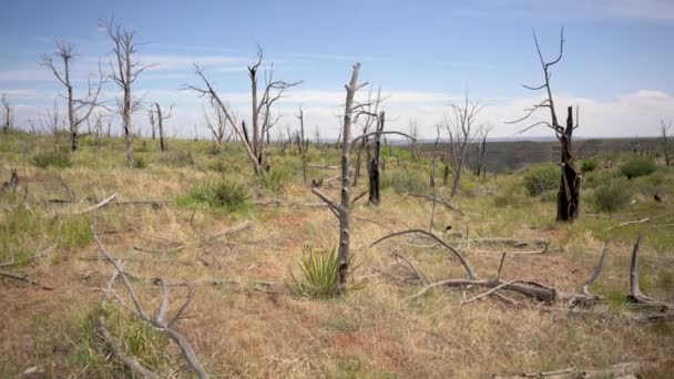 Forest Restoration Regrowth Wildfire Mesa Verde National Park Handheld — Stockvideo