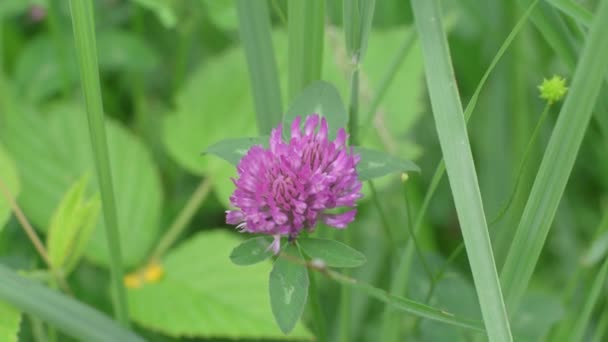 Purple Clover Flower Surrounded Greenery Grass — Stock videók