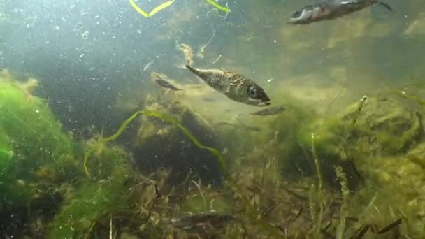 Female Three Spined Stickleback Gasterosteus Aculeatus Swims Shore Baltic Sea — 비디오