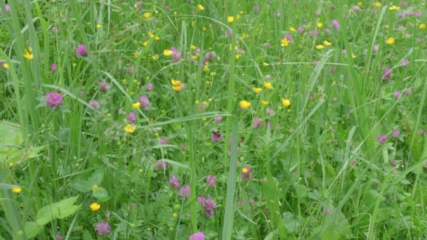 Lush Colorful Meadow Clover Buttercup Grass — Vídeos de Stock
