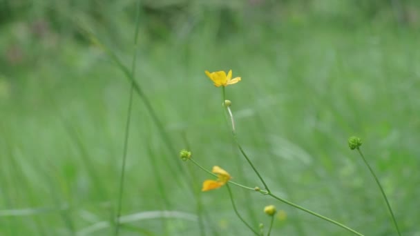 Buttercup Flower Slightly Moving Wind Wild Meadow — Video Stock