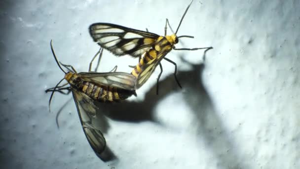 Light Glowing Two Wasp Moths Mating Amata Huebneri Close — Vídeo de Stock