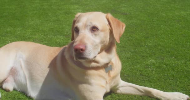 Golden Male Labrador Lying Grass Sun Close — Vídeo de stock