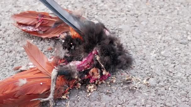 Close Corpse Chicken Dies Car Crash Road — Stock Video