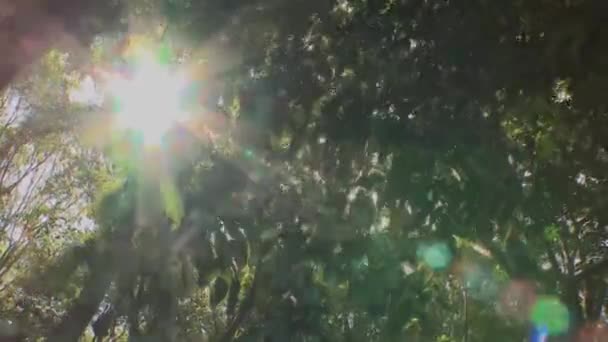 Looking Amazon Rainforest Canopy Sun Sparkles Trees — стокове відео