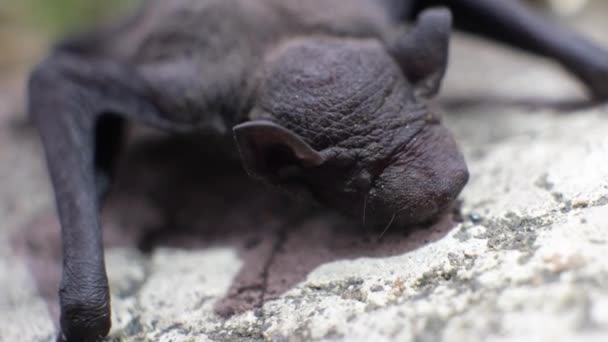 Close Young Bat Lying Ground Daylight Newborn Bat — Stok video