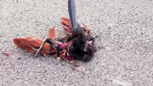 Κοντινό Πλάνο Του Πτώματος Ενός Κοτόπουλου Πεθαίνει Από Αυτοκινητιστικό Δυστύχημα — Αρχείο Βίντεο