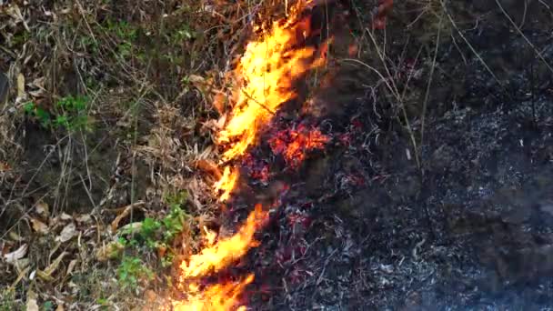 Controlled Prescribed Burn Hazard Reduction Burning Fire Forest Management Farming — Stock videók