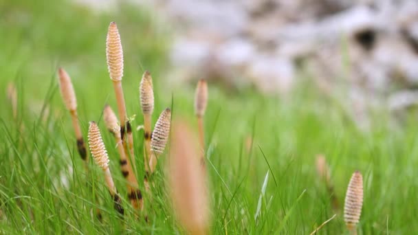 Trivial Field Horsetail Herbaceous Perennial Plant Growing — Vídeo de Stock