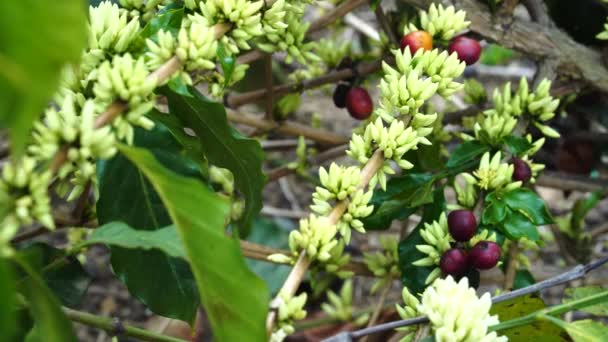 Close Coffee Plant Farming Field Plantation Blooming White Flower Blossom — Vídeo de stock