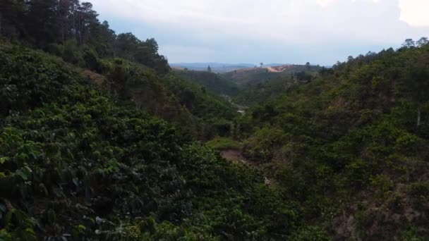 Aerial View Coffee Farm Plantation Valley Asia Vietnam Nang — Stock videók