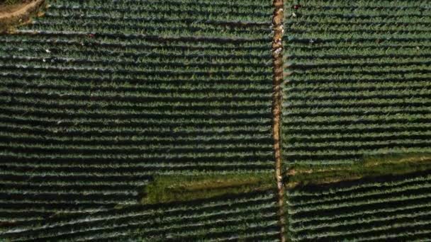 Boven Grond Van Het Tomatenveld Waar Landbouw Verse Biologische Groenten — Stockvideo