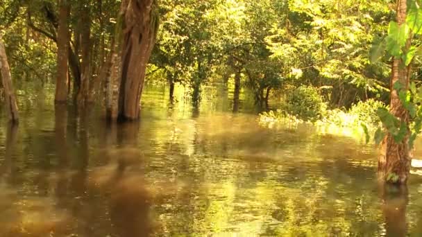 Den Gyllene Solnedgången Himlen Reflekterar Vattnet Amazonas Regnskog Träsk — Stockvideo