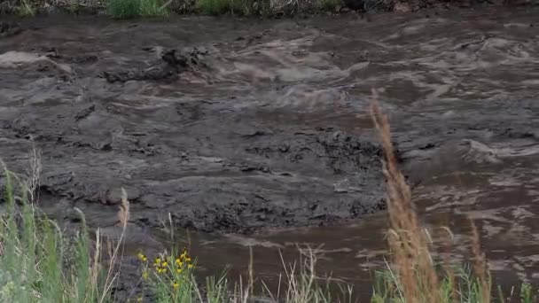 Environmental Catastrophe Big Thomson River Runs Black Mud Ash Landslide — Stockvideo