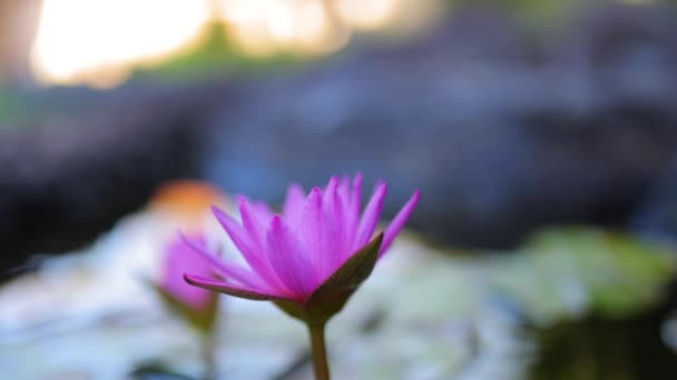 Static Close Pink Lily Flower Koi Pond Dancing Wind — Stock video