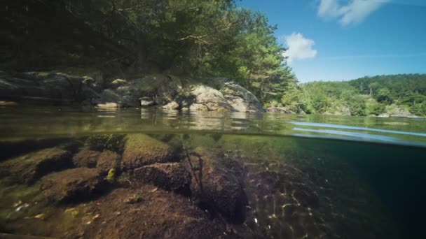 Fjord Water Split View Sea Weed Kelp Floating Water Sun — Stock video