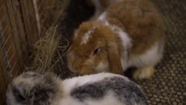 Two Cute Pet Rabbits Eating Close Shot — Video Stock