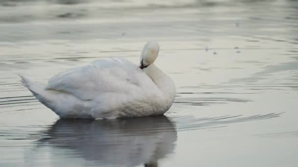 Elegant White Swan Grooming Cleaning Feathers — Video Stock