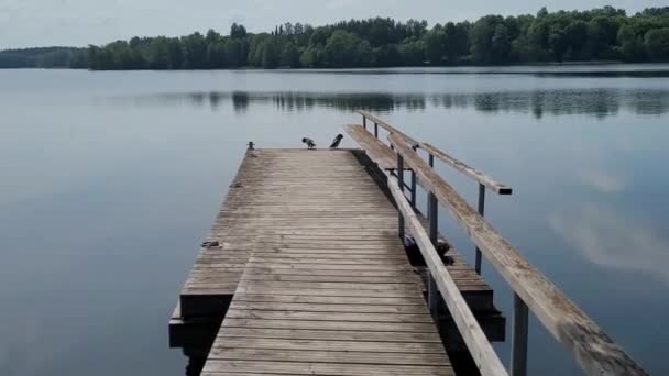 Lake Pier Ducks Trakai — Vídeo de Stock