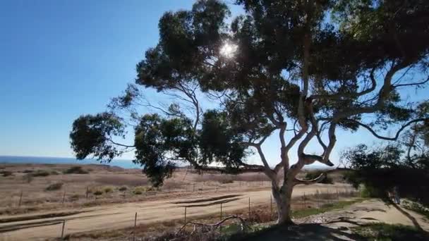 Peeking Sun Silhuette Leaves Beach View Horizon — Videoclip de stoc