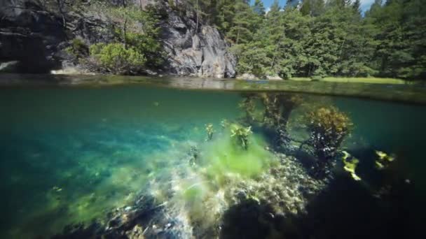 Fjord Water Split View Sea Weed Kelp Floating Water Sun — 图库视频影像