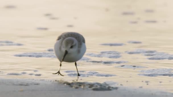 Long Beaked Sanderling Pick Food Muddy Wet Sand Reflecting Sunset — Stock Video