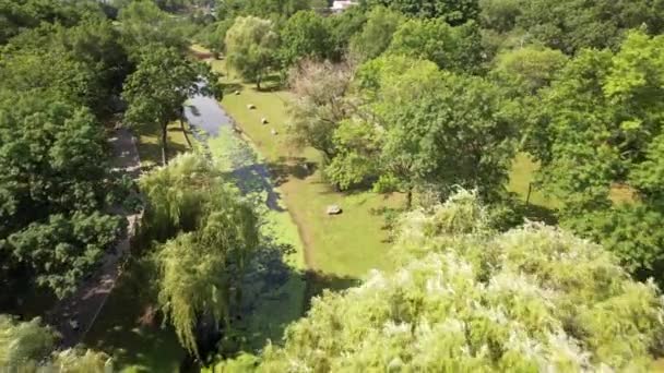 Aerial Drone View Park Valley Stream Reflective Stream Pond Sunny – Stock-video