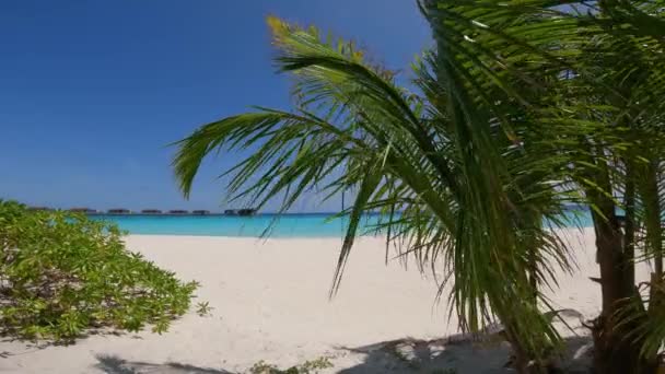 Tropical Paradise Resort Palm Trees Foreground Maldives — Stock Video