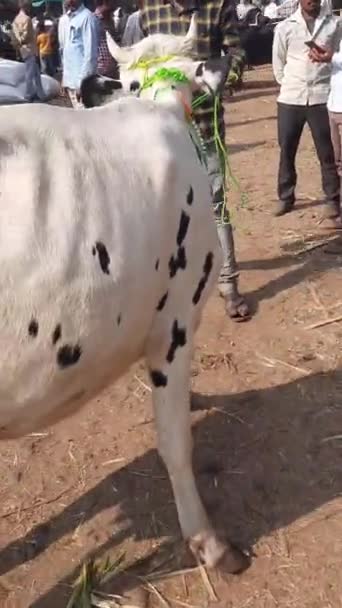 Man Rolling Cow Cattle Market Sell Verticle Video Shot — Vídeos de Stock